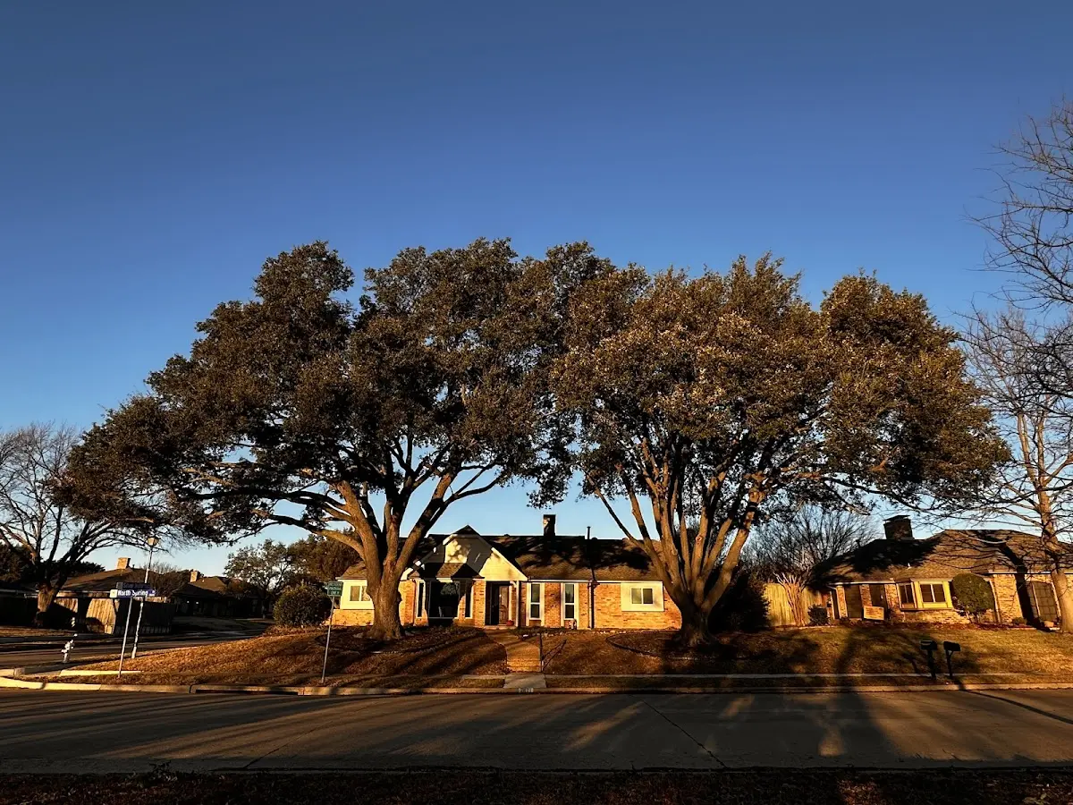 Established residential canopy tree shading a home in Kalama